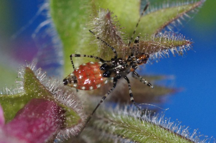 Ninfa di Gampsocoris sp.